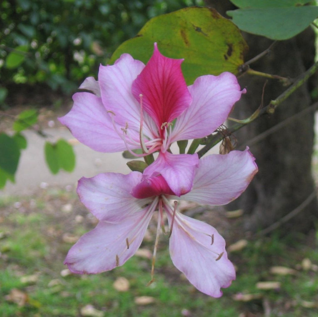Pink Bauhinia Variegata Flower Seeds for Planting – Heirloom, Non-GMO, Drought-Tolerant, Ornamental