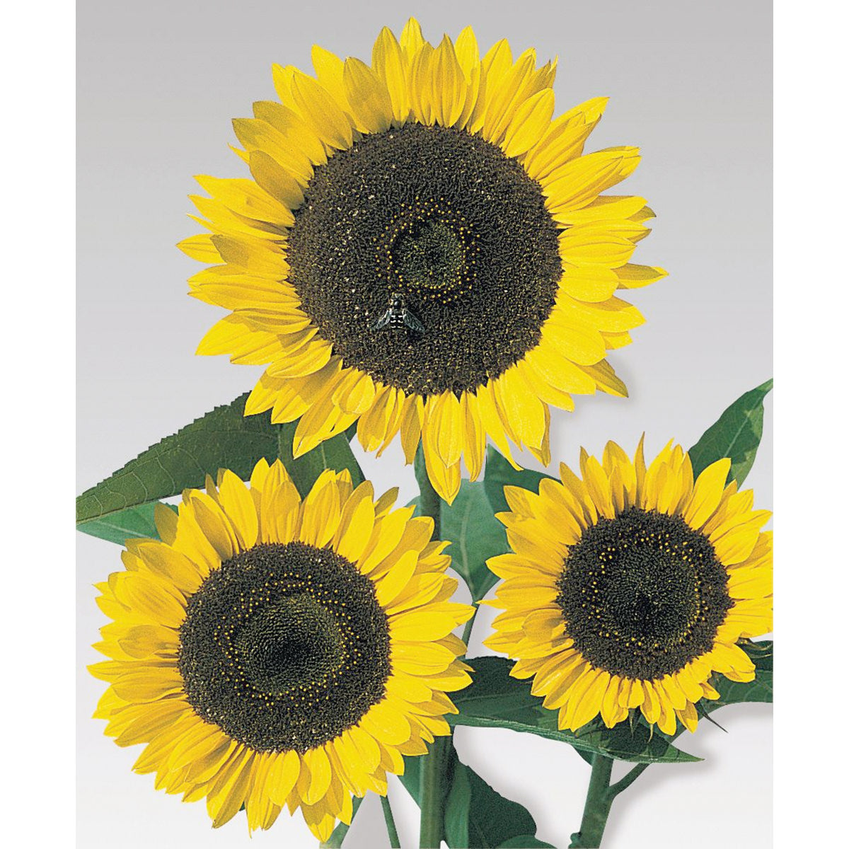 Cutting Gold Sunflower Seeds