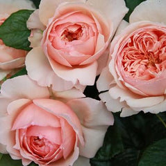 Masora Tree Rose 真宙 树玫瑰 (Japan)