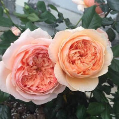 Masora Tree Rose 真宙 树玫瑰 (Japan)