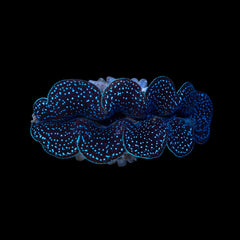 Tridacna Crocea 4 cm