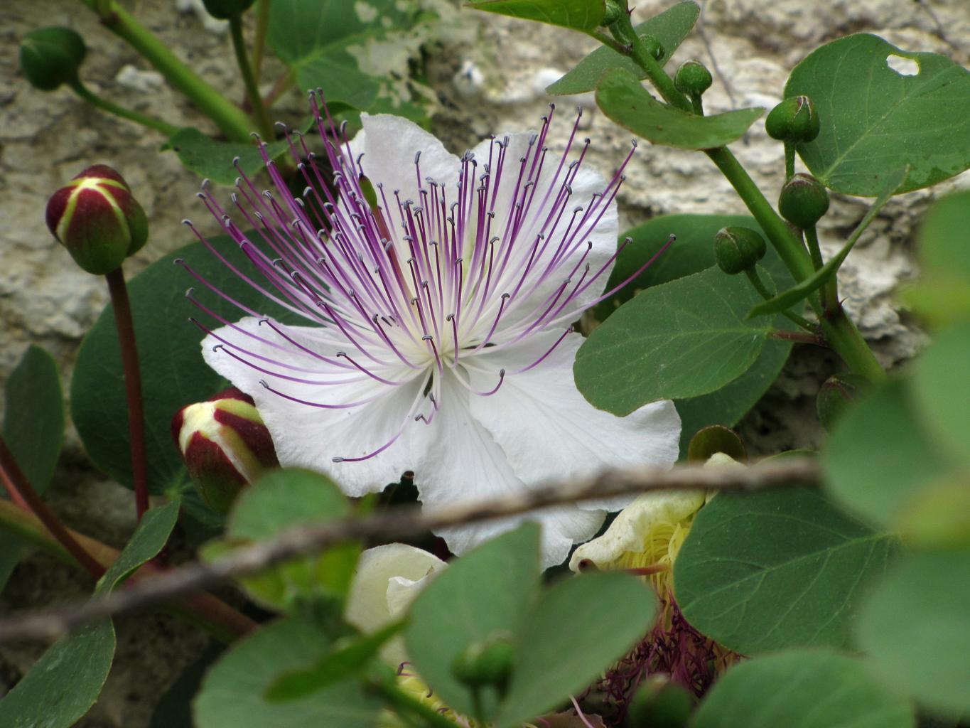 Capparis spinosa <br>CAPER BUSH, FLINDER'S ROSE