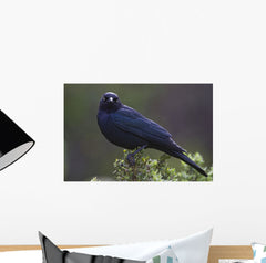 Blackbird, Starling Wall Mural