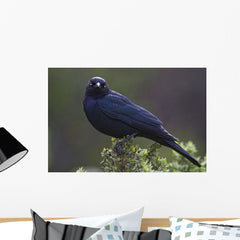 Blackbird, Starling Wall Mural