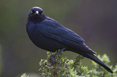 Blackbird, Starling Wall Mural