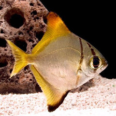 Monodactylus argenteus Zilverbladvis L