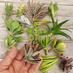 A hand holds a small fuzzy succulent above an assortment of 30 colorful, varied succulent cuttings ready for easy propagation.