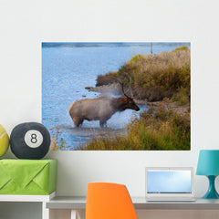 Bull Elk Exiting Lake Wall Mural