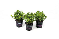 !!WELTNEUHEIT!! Nugget by Bloombux® - flower & form by INKARHO® - kaufen & pflegen