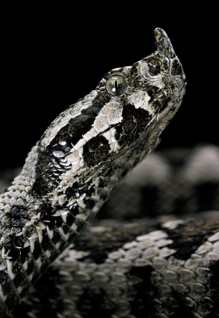 Vipera ammodytes (nose-horned viper)