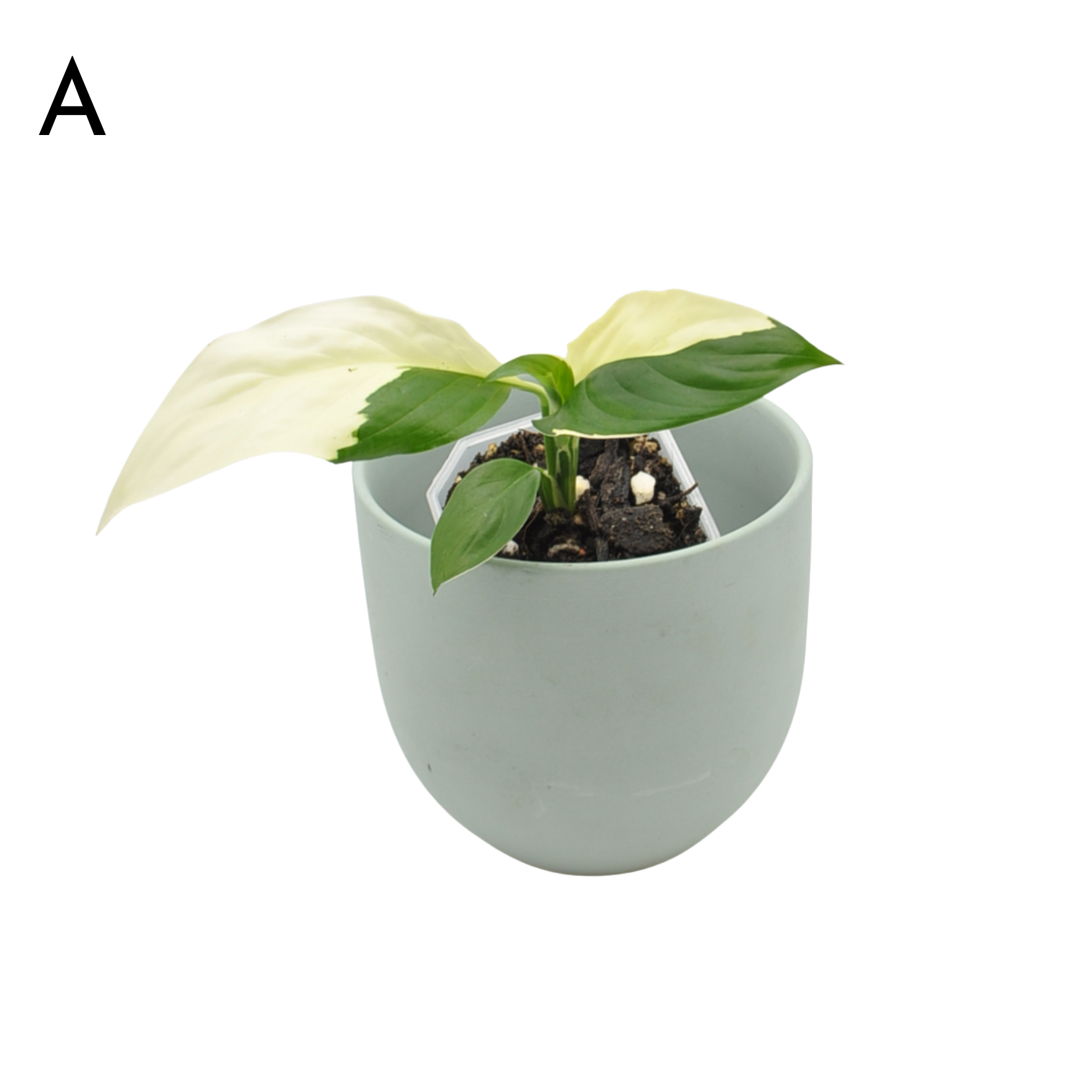 Spathiphyllum Picasso