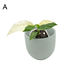 Spathiphyllum Picasso