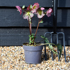 Helleborus 'Elemental' - Perennial - Height 40-50cm - 2lt