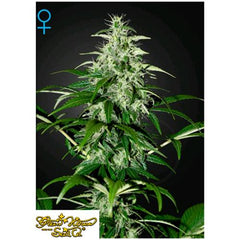 GREEN HOUSE KALASHNIKOVA AUTO 3 SEEDS