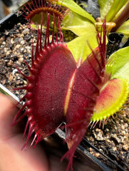 Venus Flytrap “Bimbo x Phalanx”
