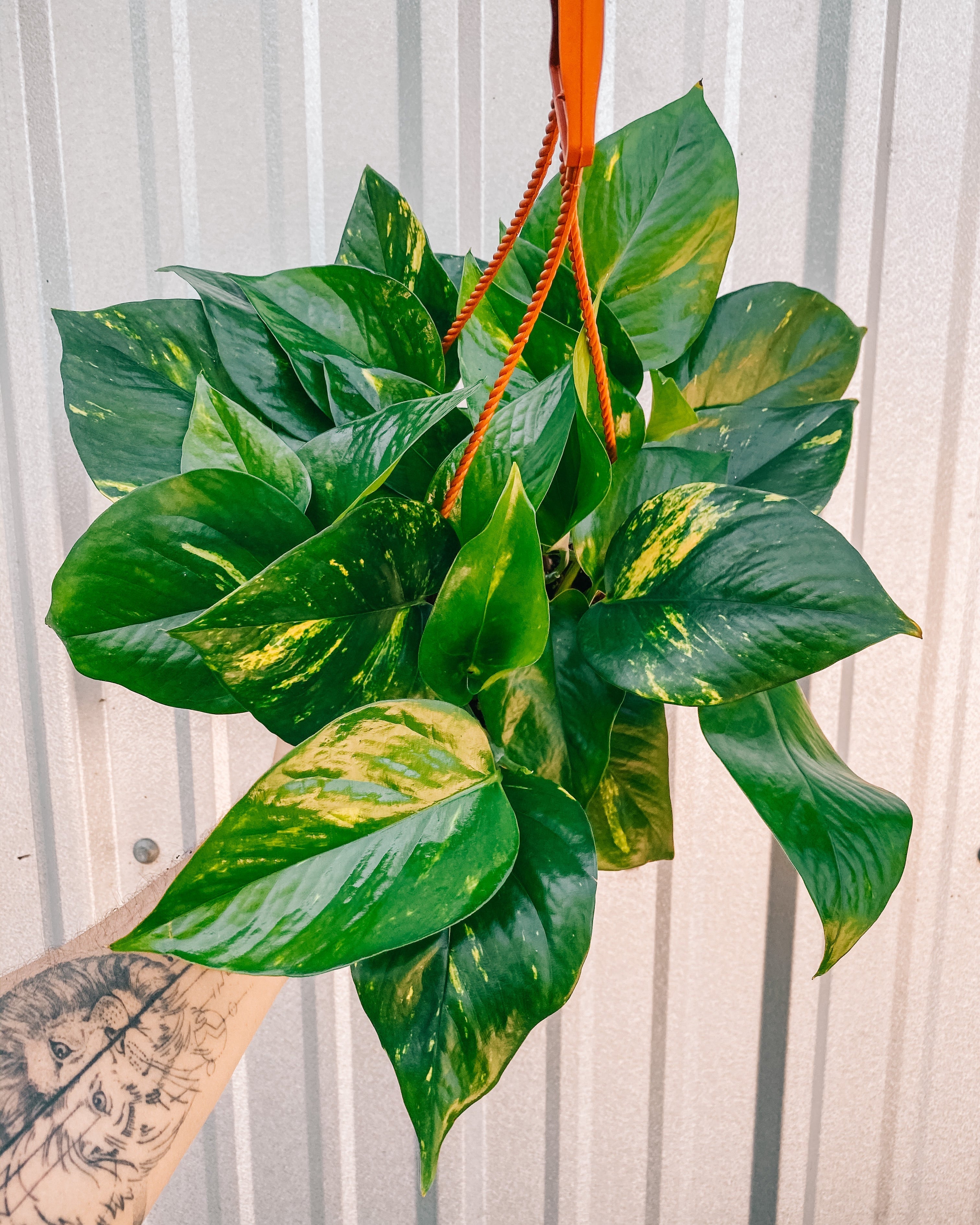 6" Pothos 'Golden Hawaiian' (Hanging Basket)