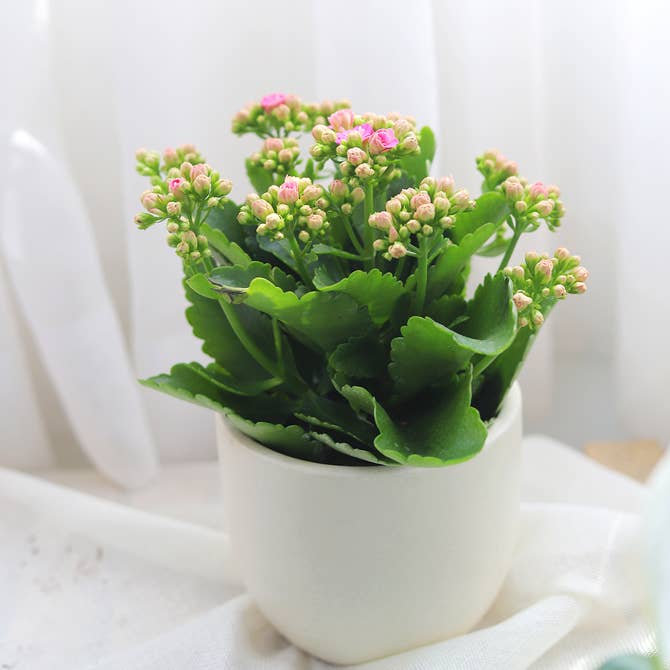 buy kalanchoe blossfeldiana 'calandiva pink' live succulent 4.5" pot online, vivid double rose-form pink blooms, glossy dark green scalloped leaves, compact upright bushy form, drought tolerant easy care flowering succulent, bright cheerful tabletop
