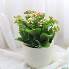 buy kalanchoe blossfeldiana 'calandiva pink' live succulent 4.5" pot online, vivid double rose-form pink blooms, glossy dark green scalloped leaves, compact upright bushy form, drought tolerant easy care flowering succulent, bright cheerful tabletop