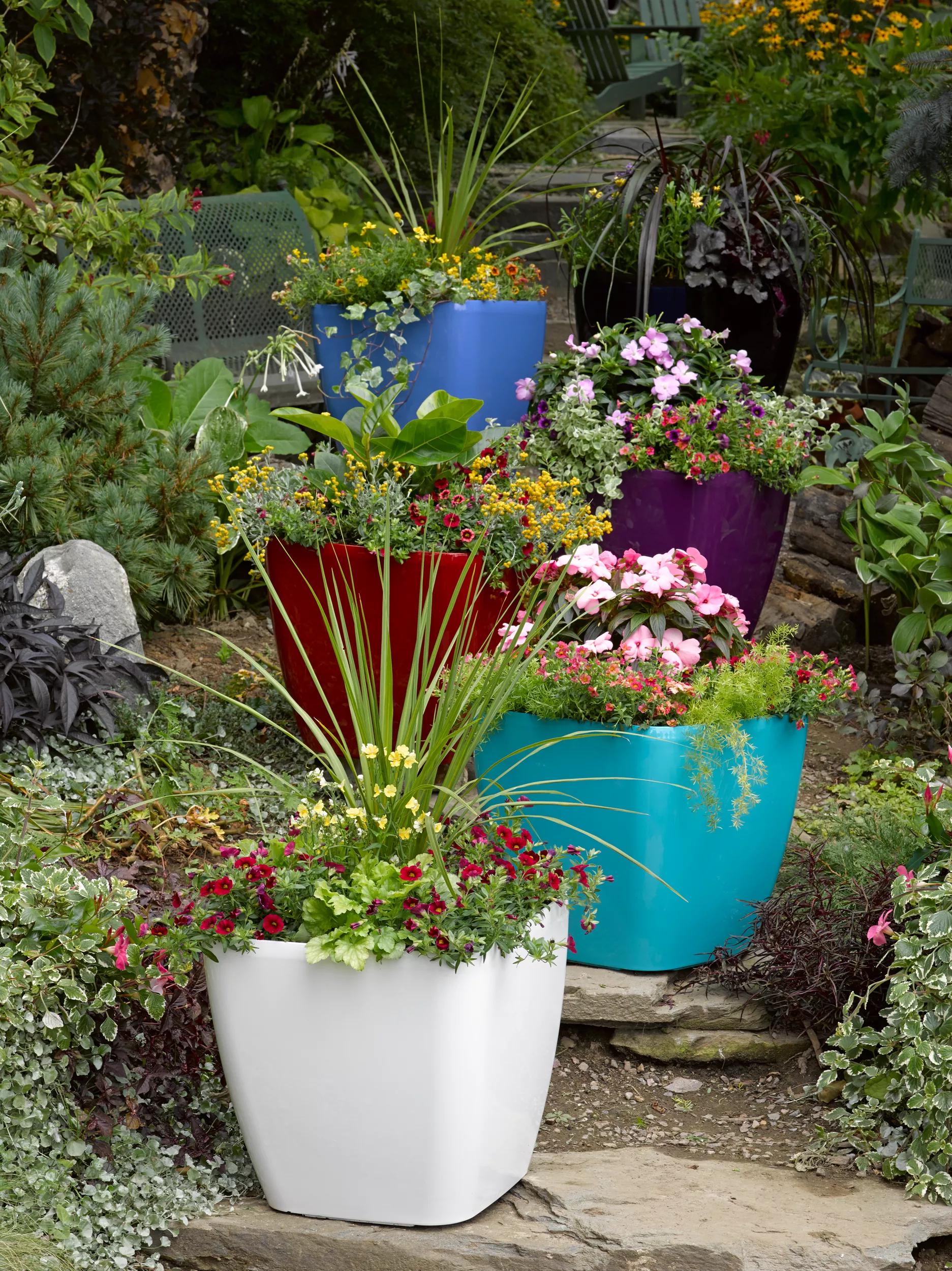 || https://assets.gardeners.com/transform/7161f6c0-8f64-48cd-80ec-e6af9ed89bc9/8589778_6122-tif