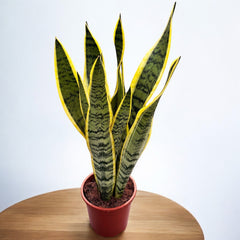 Sansevieria trifasciata 'Laurentii' XL (limba soacrei)