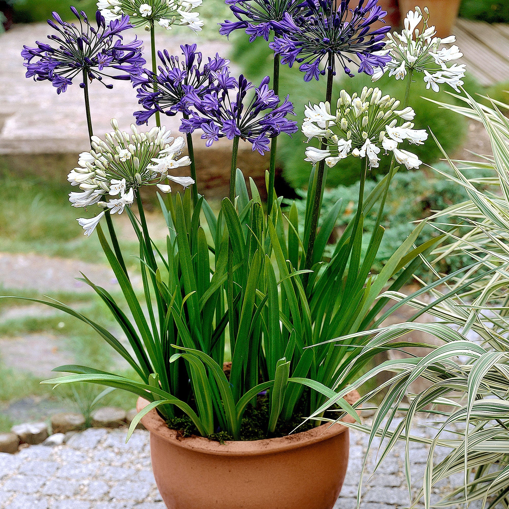 3x Agapanthe violet-blanc - Plants à racines nues