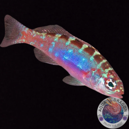 Serranus tortugarum „Tabakbarsch“
