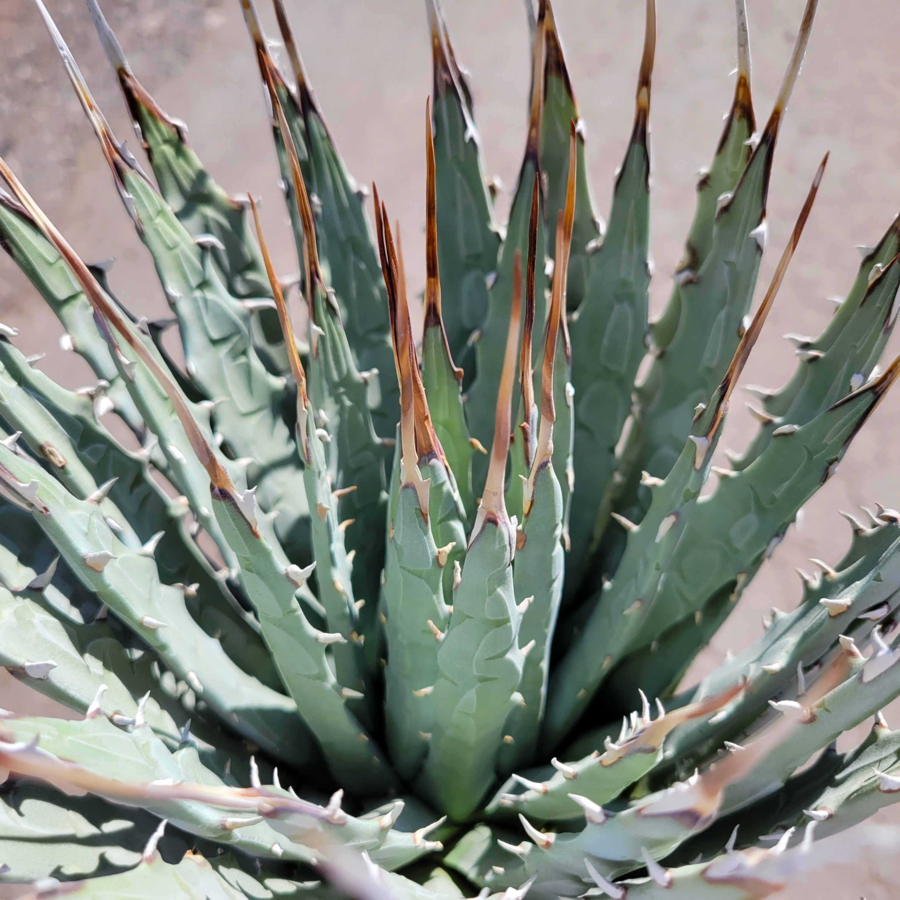 A potted Agave utahensis 'Eborispina' with long, ivory-colored terminal spines and 4 to 8-inch long leaves that have heavily toothed leaf margins.