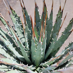 A potted Agave utahensis 'Eborispina' with long, ivory-colored terminal spines and 4 to 8-inch long leaves that have heavily toothed leaf margins.