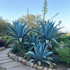 Super Blue Agave Century Plant, Planted in Ground