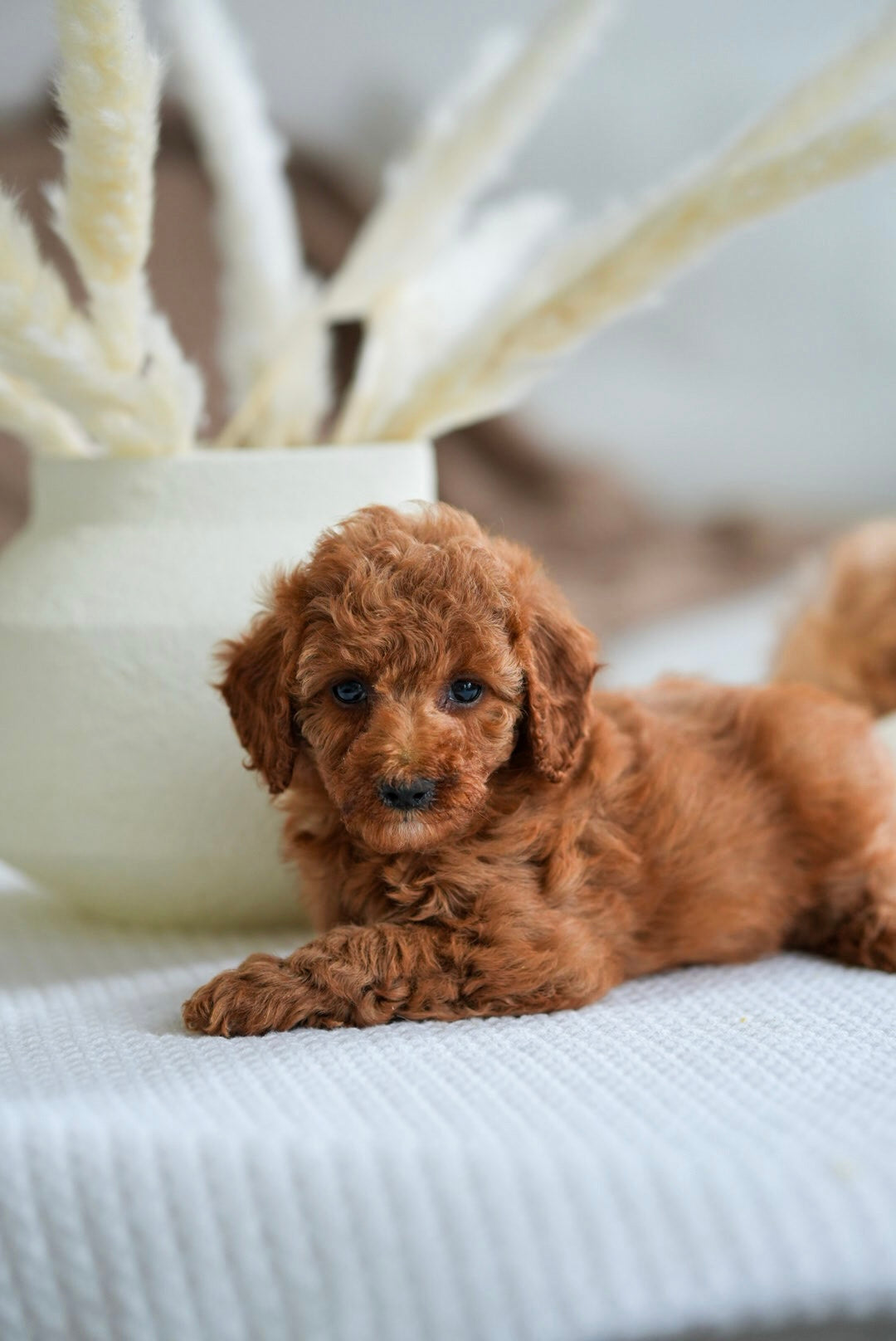 Toy Poodles