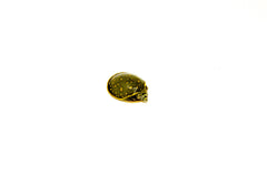 Indian flapshell turtle (Lissemys punctata)