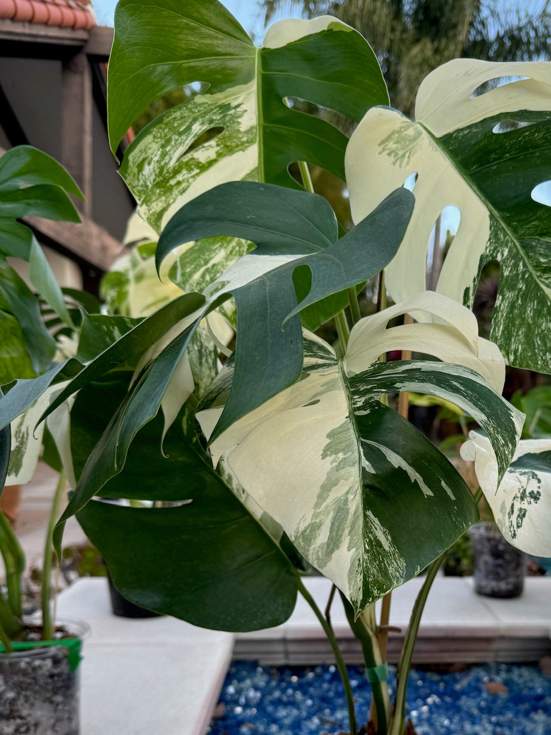 Variegated Albo Monstera