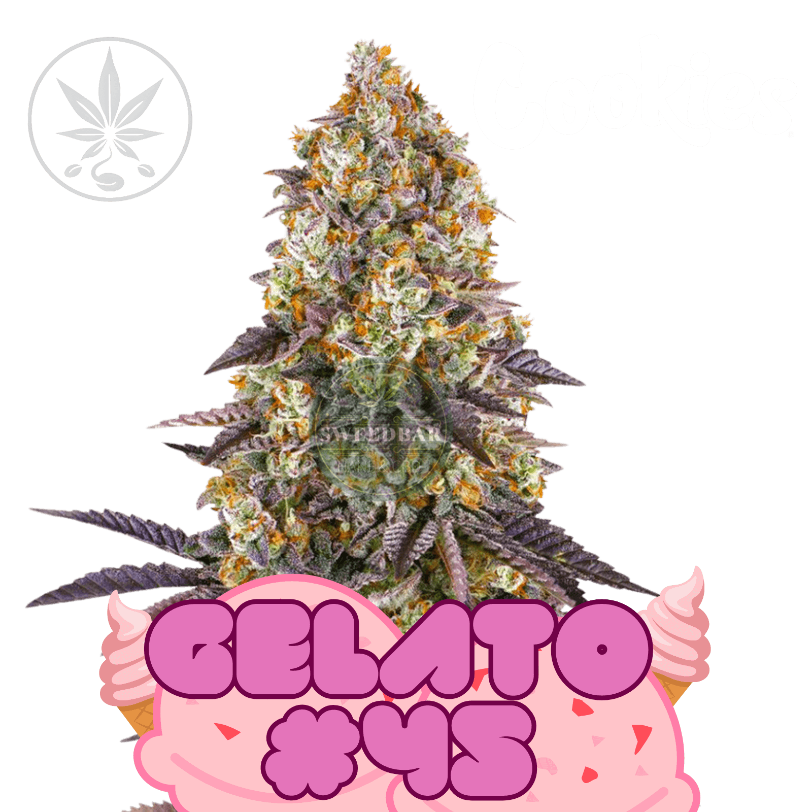 Gelato #45 - Cookie Fam Genetics