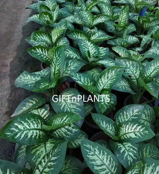 Dieffenbachia Amoena Plant (in polybag)