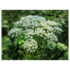 Ground Elder - Spirituality connected to growth.