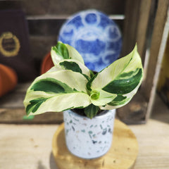 Calathea Yellow Miracle monjungle