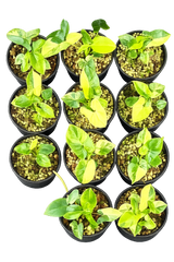 Philodendron Goeldii Variegated – Set of 10 Plants (Wholesale)