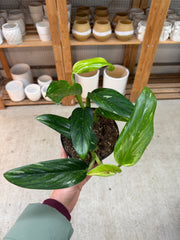 Monstera Standleyana Variegata 6"