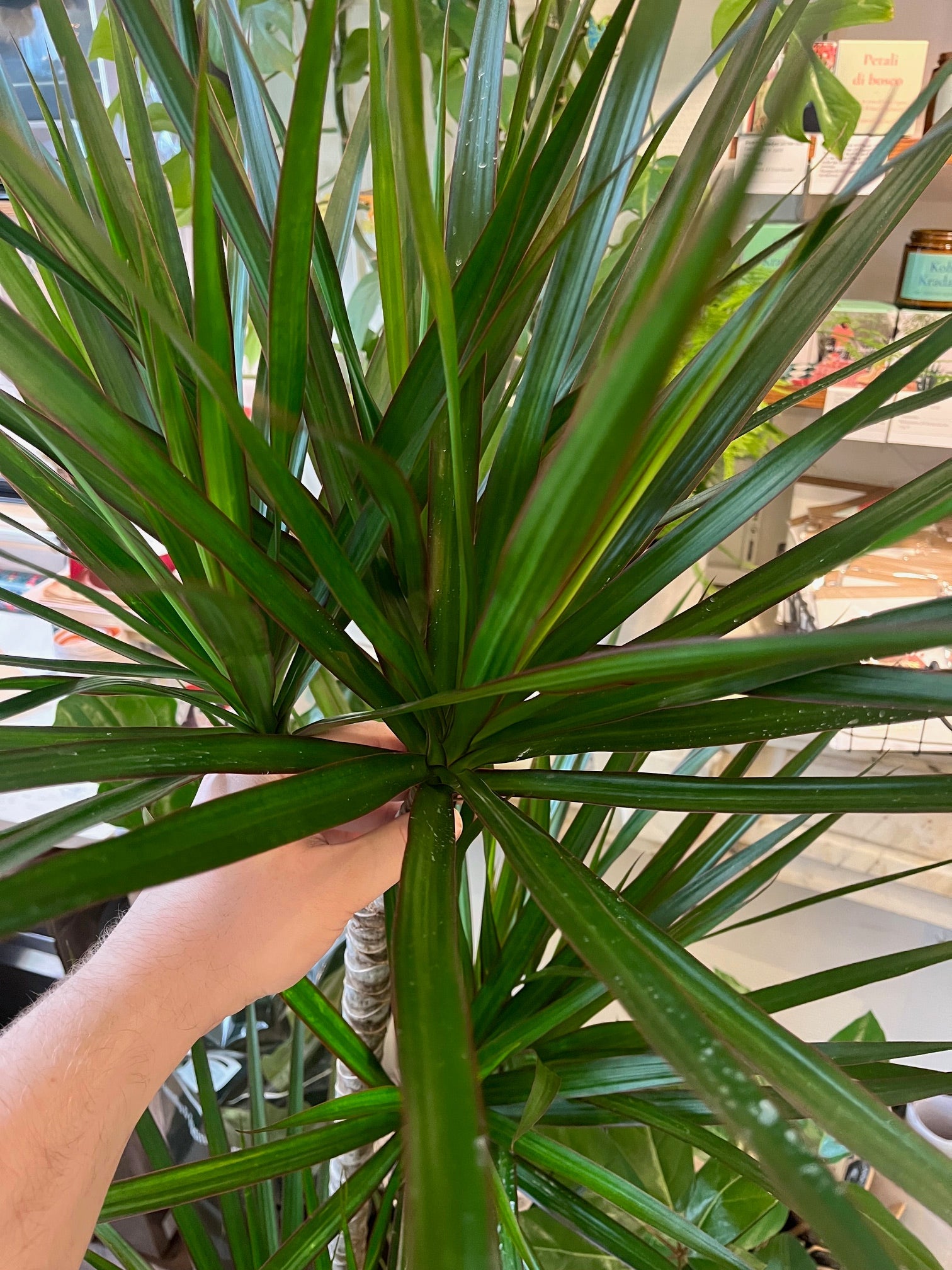 Dracaena reflexa var. angustifolia