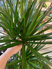 Dracaena reflexa var. angustifolia