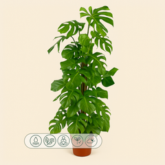 Fensterblatt XXL – Swiss Cheese Plant – Monstera deliciosa - 180 cm - ø27 - Luna's Leaf Co.