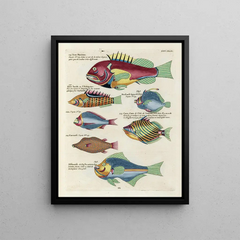 Louis Renard - Poissons ecrevisses et crabes de diverses couleurs et figures extraordinaires Pl068.webp