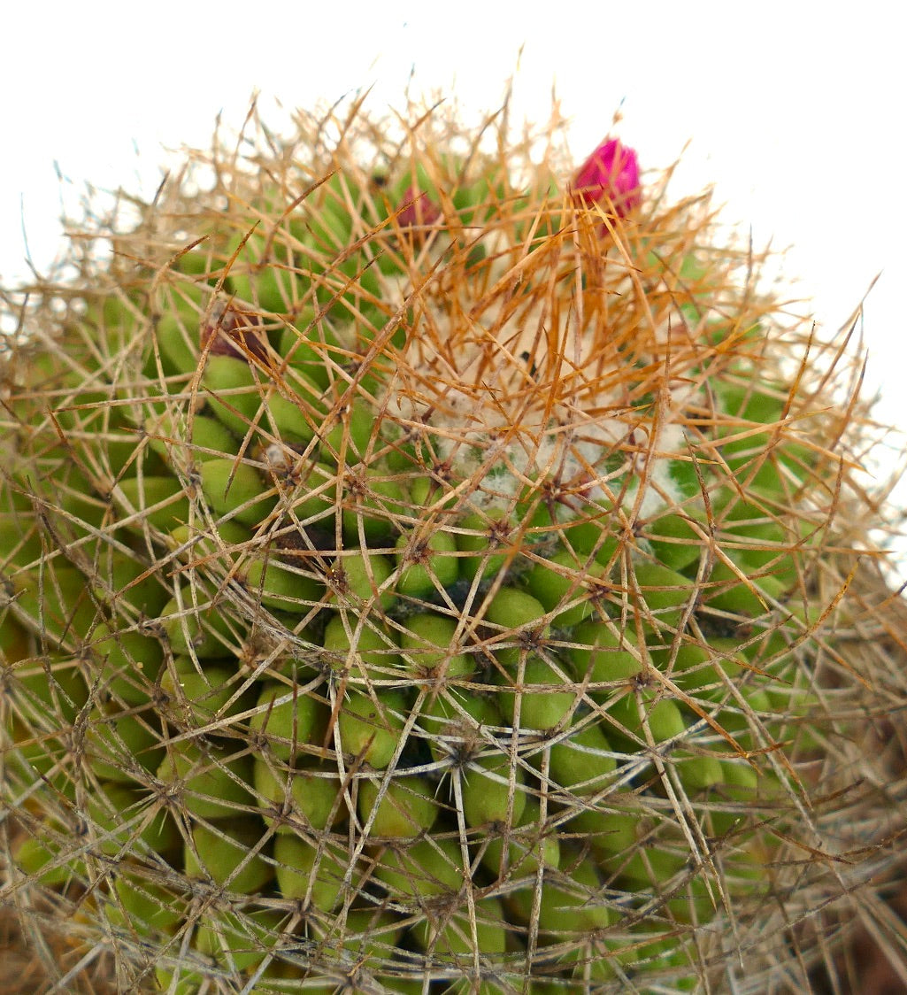 Mammillaria parkinsonii Kaktus mit dichten goldenen Stacheln und kleinen rosa Blütenknospen