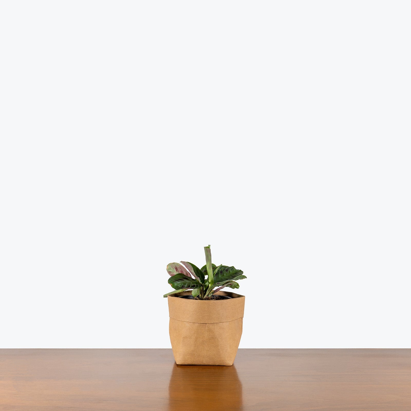 Maranta Black Prayer Plant | Care Guide and Pro Tips - Delivery from Toronto across Canada - JOMO Studio