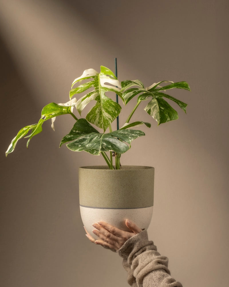 Eine Hand in einem beigen Pullover hält eine Monstera deliciosa variegata, die ihre auffallend grünen und weißen Blätter vor einem sanft beleuchteten, neutralen Hintergrund präsentiert.