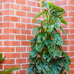 10in Monstera Adansonii 'Swiss Cheese'