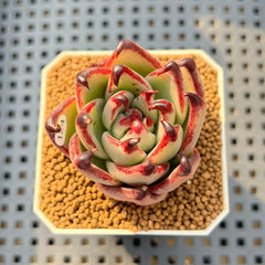 Echeveria Agavoides 'Black Whale' 2" Succulent Plant Cutting