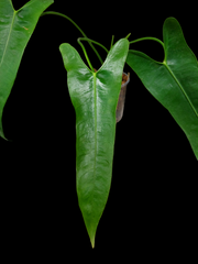 Anthurium Longissimilobum The "Spiritus Sancti" of Anthuriums LARGE SIZE (EXACT PLANT)