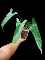 Anthurium Longissimilobum The "Spiritus Sancti" of Anthuriums LARGE SIZE (EXACT PLANT)