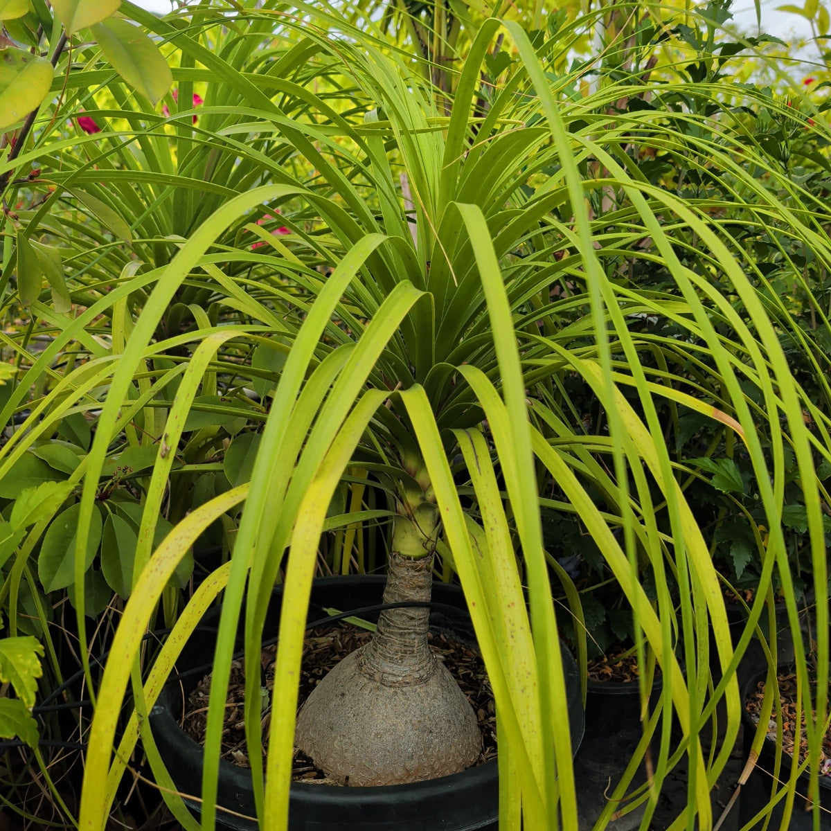 Ponytail Bottle Palm - C&J Gardening Center